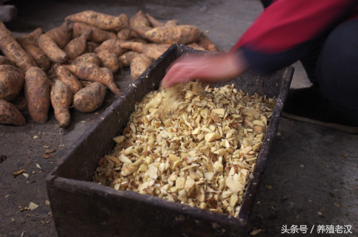 农村养猪:养猪户喜欢用红薯喂猪,但要避开这些误区!