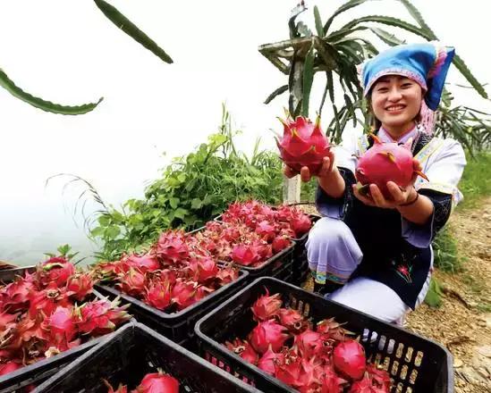 贵阳这个季节水果采摘线路，错过又要等一年