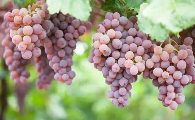 贵阳这个季节水果采摘线路，错过又要等一年