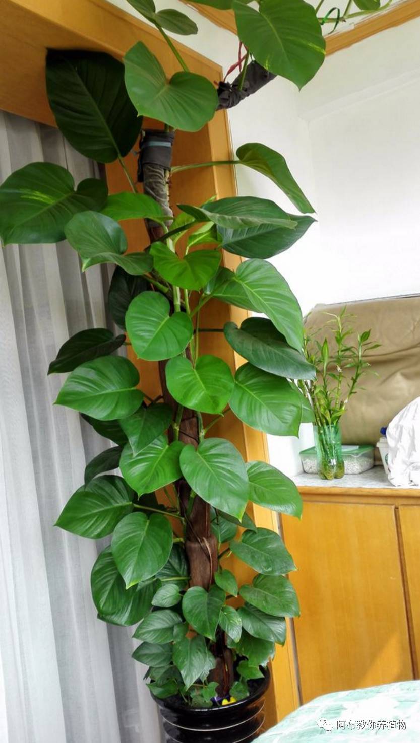 绿萝绿植怎么养活得快一点,绿萝绿植养护技巧图解大全