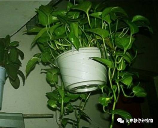 绿萝绿植怎么养活得快一点,绿萝绿植养护技巧图解大全