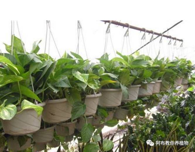 绿萝绿植怎么养活得快一点,绿萝绿植养护技巧图解大全