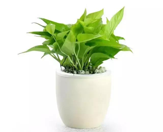 水养绿萝怎么用啤酒养,绿萝水养能用生根粉吗