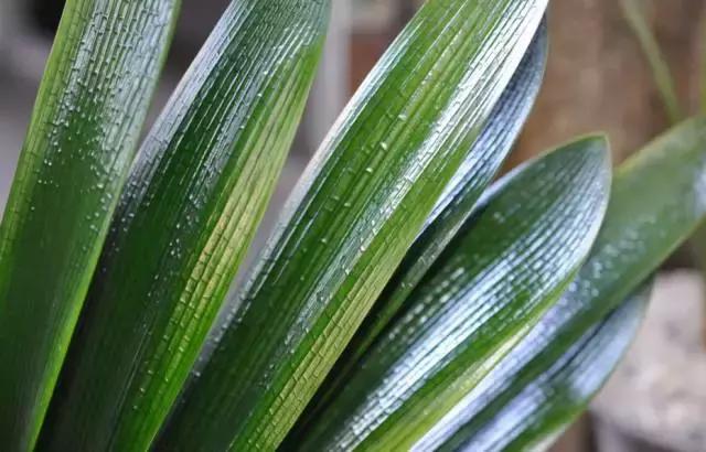 水养绿萝怎么用啤酒养,绿萝水养能用生根粉吗