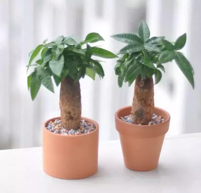 水养绿萝怎么用啤酒养,绿萝水养能用生根粉吗