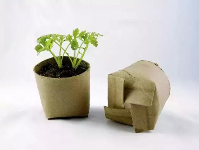 水养绿萝怎么用啤酒养,绿萝水养能用生根粉吗