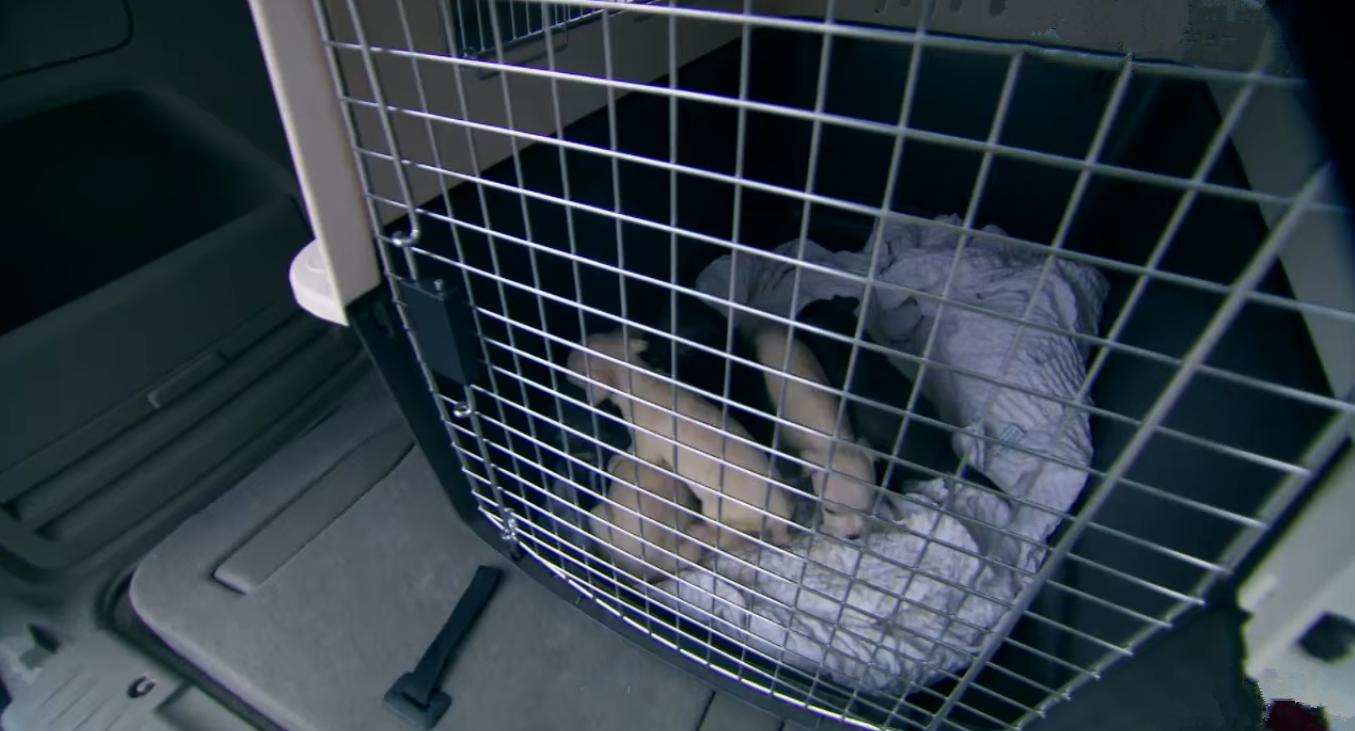 涨奶的小狗,涨奶狗