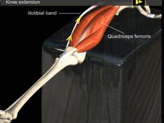 阔筋膜和阔筋膜张肌的区别,阔筋膜张肌和哪些肌肉为拮抗肌