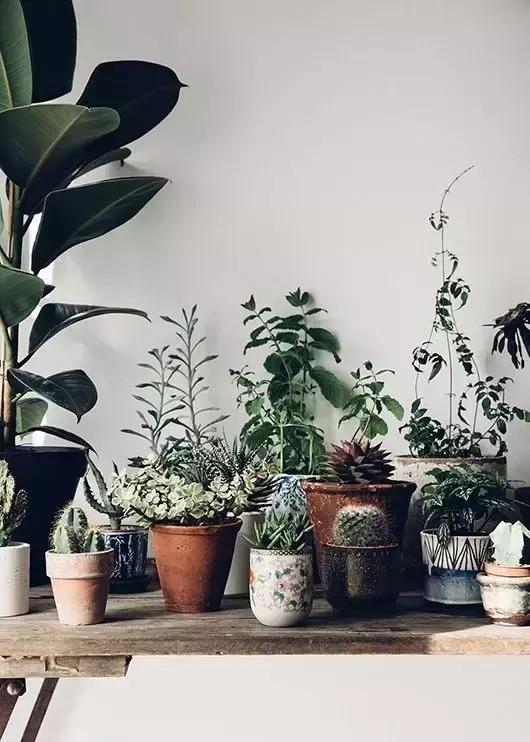 茶叶渣喝完别倒！放太阳底下晒干了，还有这么神奇的用途！