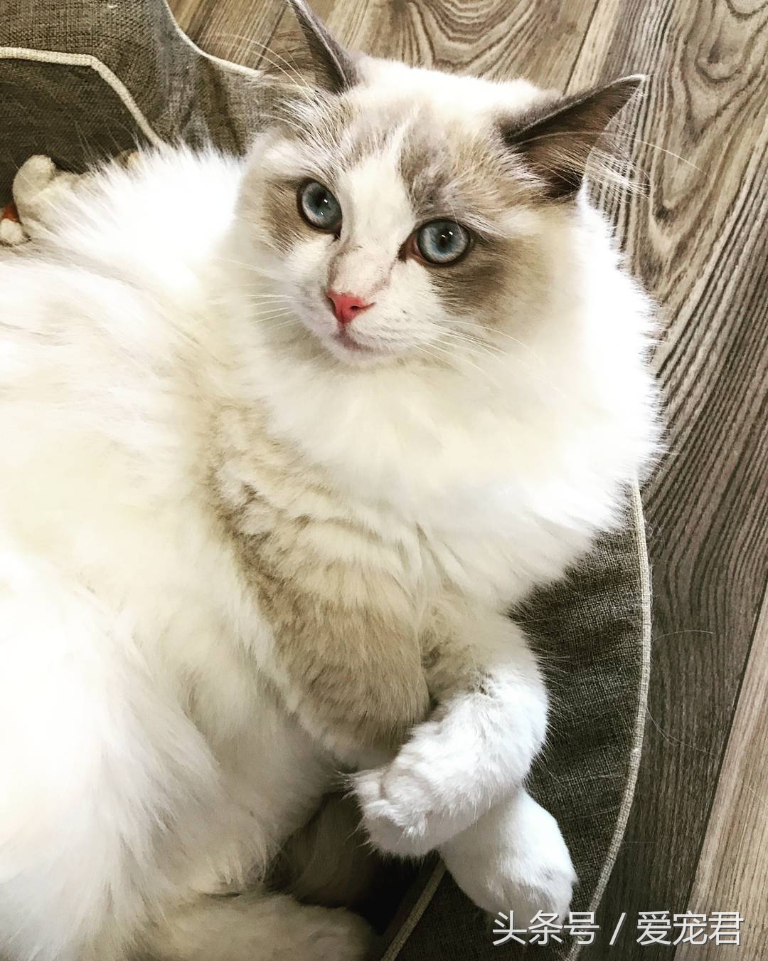 猫咪郁闷可吃什么药,怎么纠正猫咪玩耍喜欢伸爪子