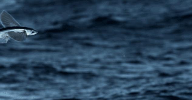 澳门豆捞创始人苦寻神秘食材，做了一颗让吃货泪流满面的小丸子