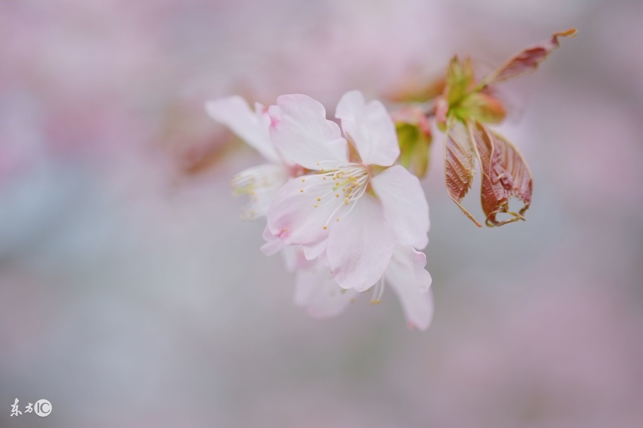 人生如梦梦见人生,梦见人生如画如诗