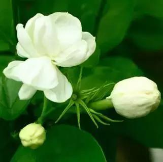 香奈儿嘉柏丽尔香水哪一年发布的 (chanel嘉柏丽尔香水50ml)