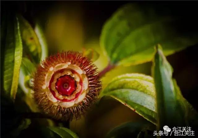 暴牙郎的功效与作用,暴牙郎功效与作用