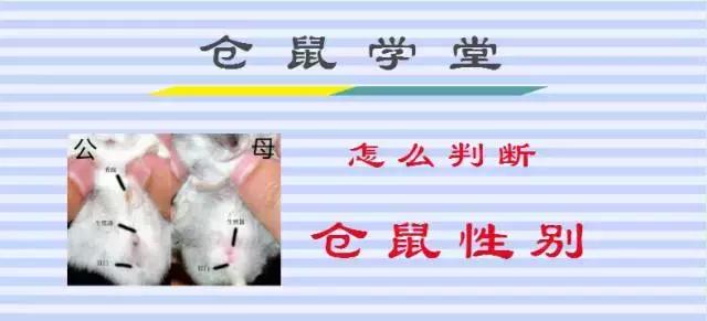 仓鼠如何辨认是公是母,仓鼠的性别如何判断的呢