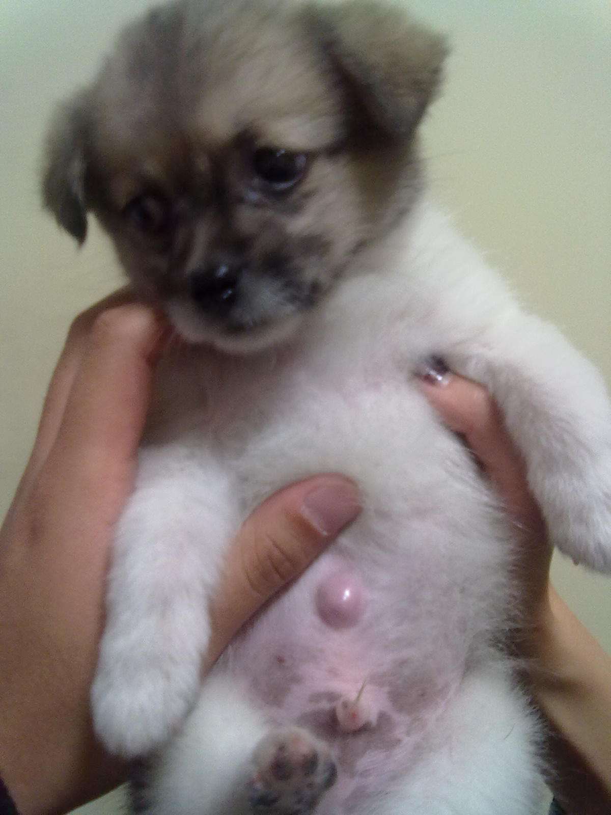 狗狗日常7种病症的常规护理要领,道格队长养宠物