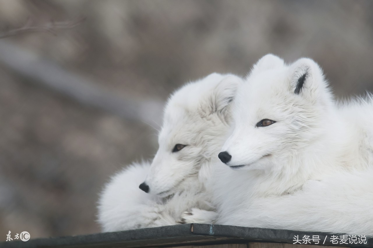 说出马78:立了堂要送走,难上加难,整不好还反噬,立堂要谨慎