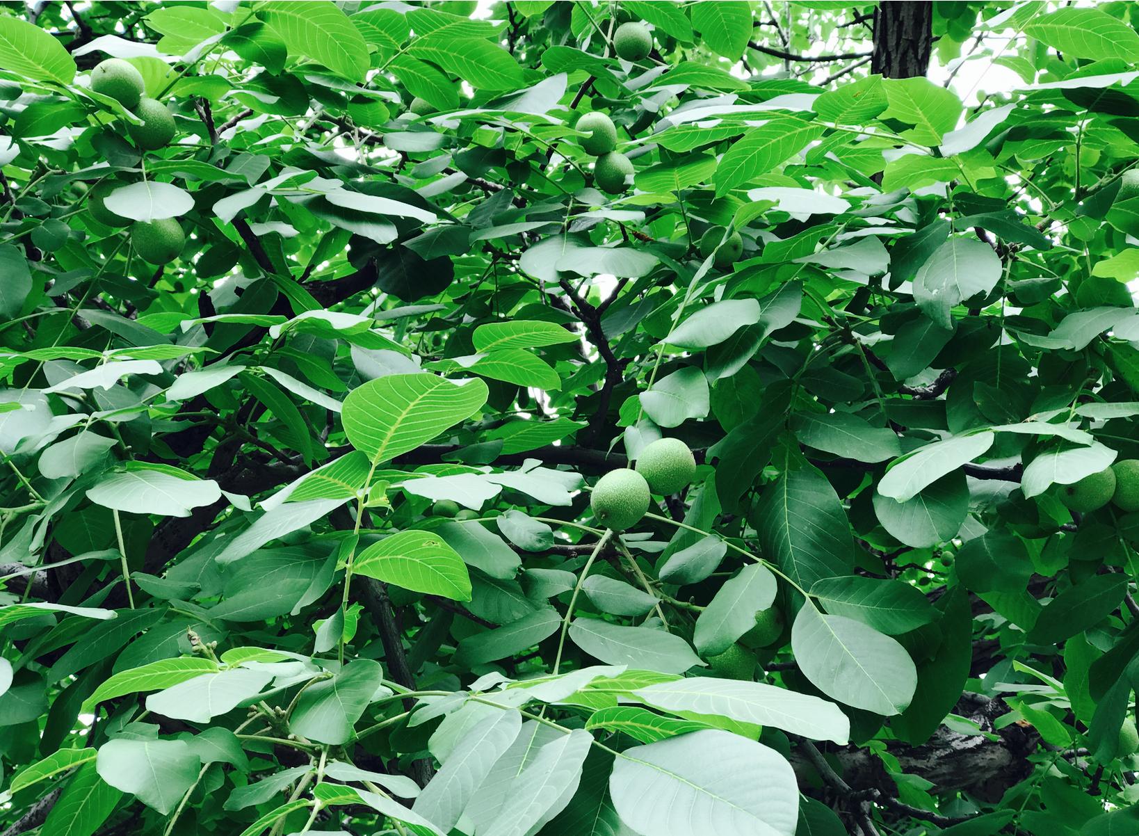 小辣椒a1手机,双摄小辣椒有几款