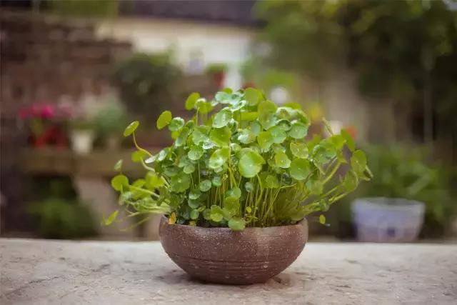 转型升级看美宿｜闲庭——任门外风吹雨打，我自胜似闲庭信步
