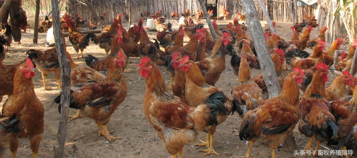 鸡痘能引起鸡白冠病吗,禽痘高发期怎么治疗