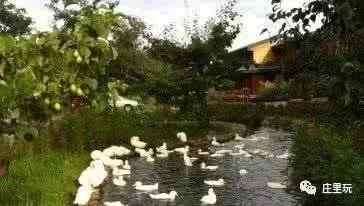 鹅和鸭，《少林寺》《还珠格格》《武林外传》曾在这里取景不