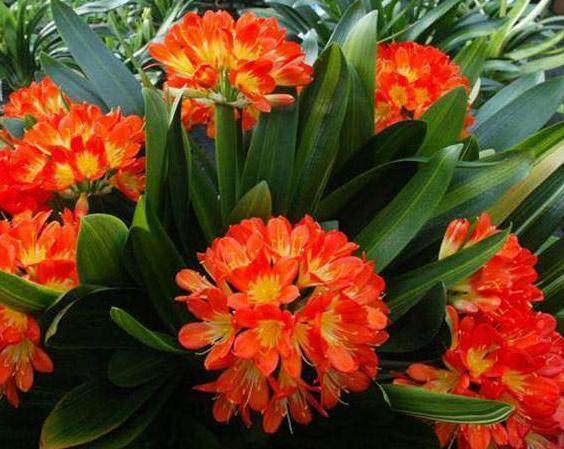 君子兰种子发芽后的种植方法,君子兰种子发芽怎么种植