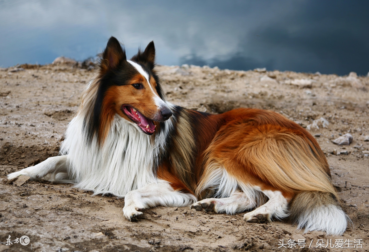 关于挪威你了解多少,苏格兰牧羊犬价格多少钱一只