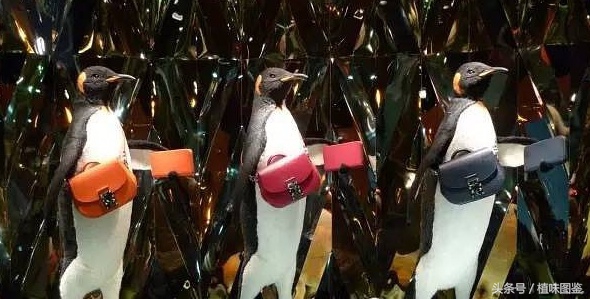 不出国门就能买到全球好物,不出家门看遍世界