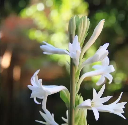 香奈儿嘉柏丽尔香水哪一年发布的 (chanel嘉柏丽尔香水50ml)