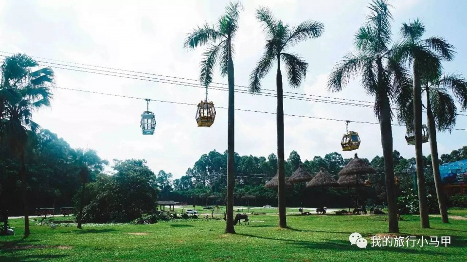 珠海长隆野生动物园旅游攻略,广州长隆自驾游旅游攻略