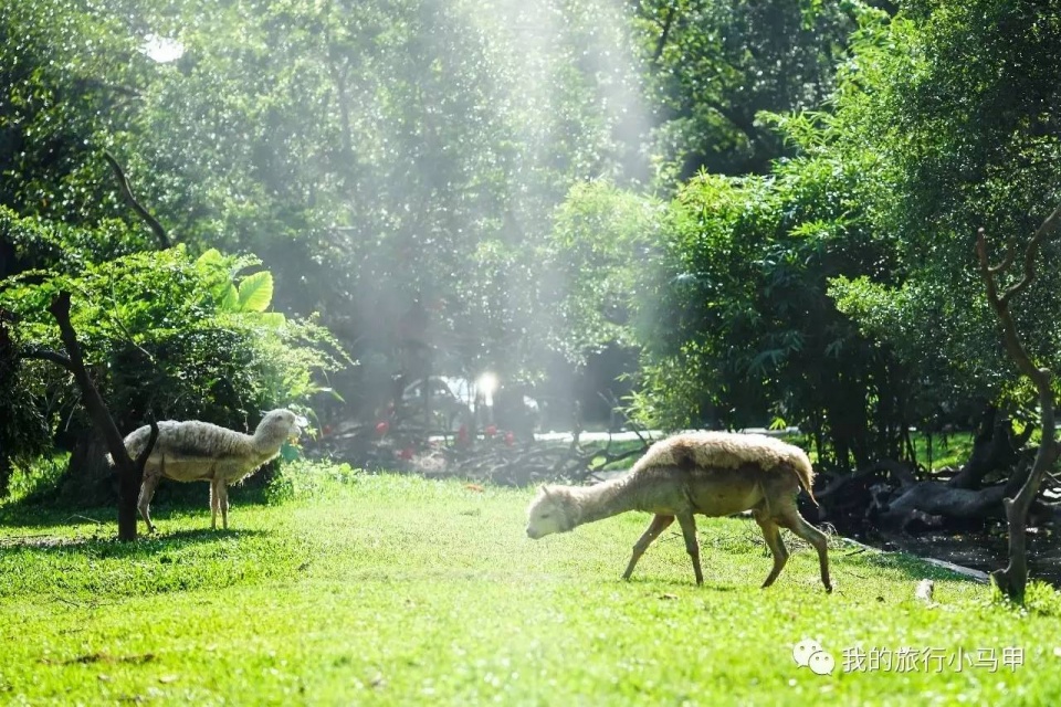 珠海长隆野生动物园旅游攻略,广州长隆自驾游旅游攻略