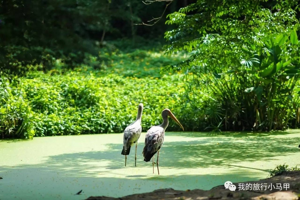 珠海长隆野生动物园旅游攻略,广州长隆自驾游旅游攻略