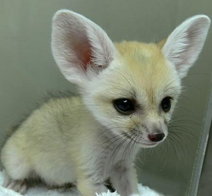 人见人爱的小宠物真是太可爱了,盘点十个让男人羡慕的宠物