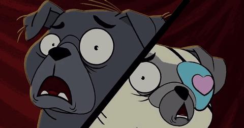 夏天狂犬病高发期！刚打的狂犬疫苗又被狗咬伤，怎么办？