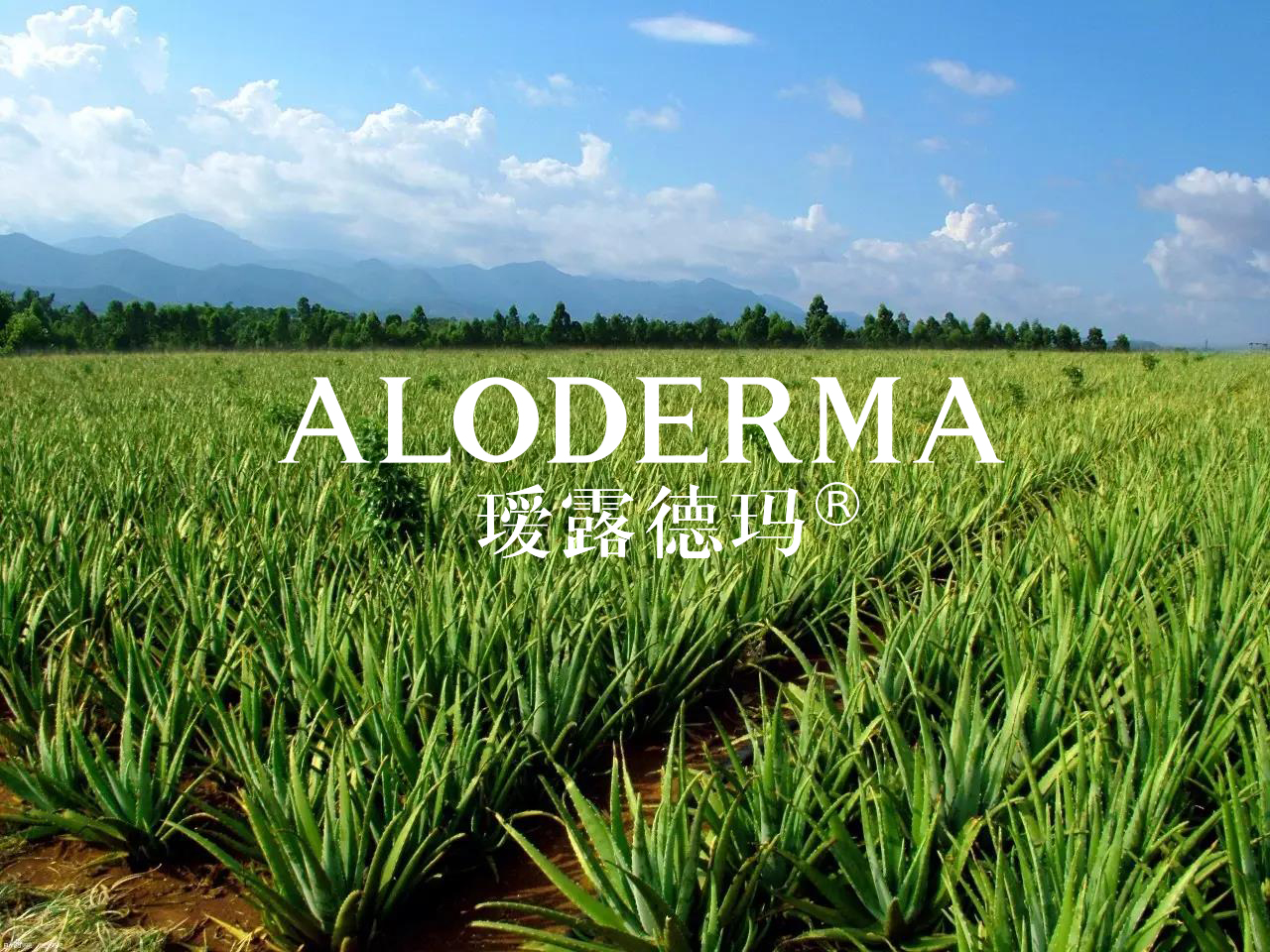 瑷露德玛,品牌根植大地更有生命力