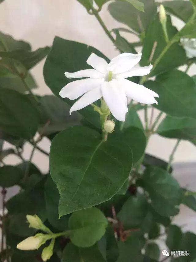 铂悦府小户型装修效果2期,烟台铂悦府装修效果图