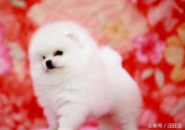 狗狗得了细小对小孩有什么危害,宠物狗的危害