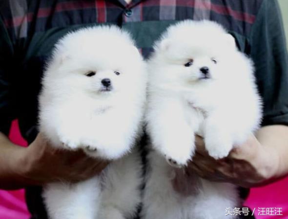 狗狗得了细小对小孩有什么危害,宠物狗的危害