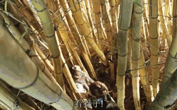 如果你讨厌熊孩子，那么《我亲爱的甜橙树》你一定是没看过