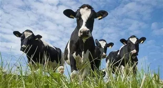 澳洲俩情侣买奶粉被白人打,澳大利亚情侣超市买奶粉被骂