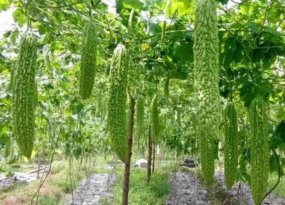 一亩蔬菜种植成本利润分析,蔬菜种植成本测算