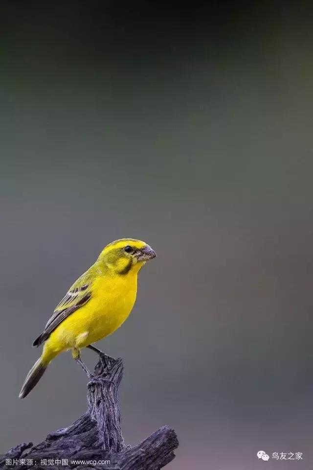 金青最值得饲养品种,金青可以饲养吗