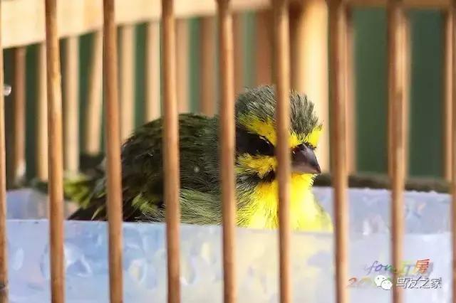 金青最值得饲养品种,金青可以饲养吗