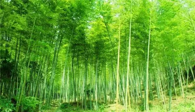 四川长宁竹海与赤水竹海,竹海风景区沐川