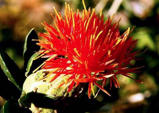 藏红花泡水喝有什么功效与作用吗,藏红花泡水喝有什么功效呢