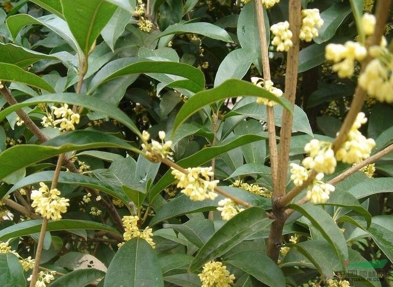 桂花佛顶珠和金桂哪个品种好,家庭养花桂花知识大全