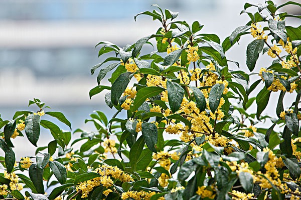 桂花佛顶珠和金桂哪个品种好,家庭养花桂花知识大全