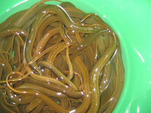 养殖业最有前景的项目,不愁销路的养殖致富项目