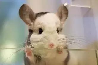 龙猫公母单养哪个好养,养龙猫需要多大的笼子