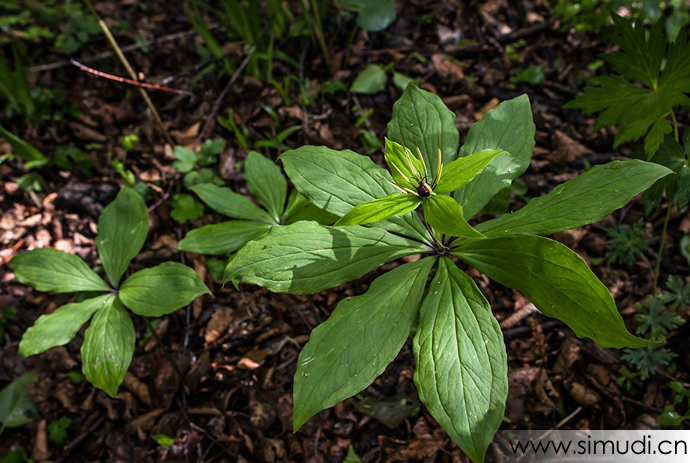 秦岭深山中药材灯台七、七叶一枝花、重楼